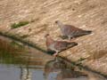 Pigeon roussard Columba guinea