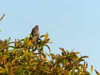 Pigeon rousset Patagioenas cayennensis