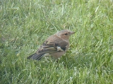 Fringilla coelebs