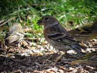 Pinson du Nord Fringilla montifringilla