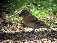 Pinson du Nord Fringilla montifringilla