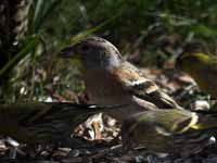 Pinson du Nord Fringilla montifringilla