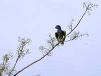 Pione à tête bleue Pionus menstruus