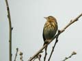 Pipit des arbres Anthus trivialis