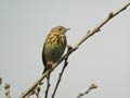 Pipit des arbres Anthus trivialis