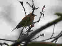 Pipit des arbres Anthus trivialis