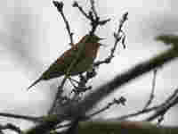 Pipit des arbres Anthus trivialis