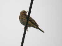 Pipit des arbres Anthus trivialis