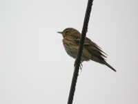 Pipit des arbres Anthus trivialis