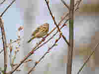 Pipit des arbres Anthus trivialis