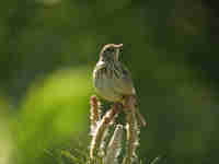 Pipit des arbres Anthus trivialis