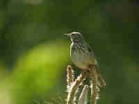 Pipit des arbres Anthus trivialis