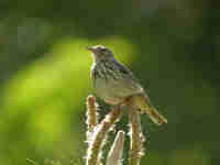 Pipit des arbres Anthus trivialis