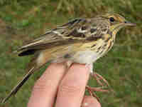 Pipit des arbres Anthus trivialis