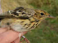 Pipit des arbres Anthus trivialis