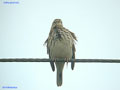 Anthus pratensis