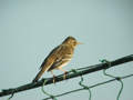 Pipit farlouse Anthus pratensis