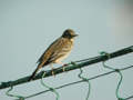 Pipit farlouse Anthus pratensis