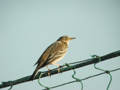 Pipit farlouse Anthus pratensis