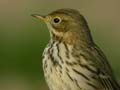 Pipit farlouse Anthus pratensis