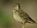 Pipit farlouse Anthus pratensis