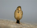 Pipit farlouse Anthus pratensis