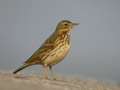 Pipit farlouse Anthus pratensis