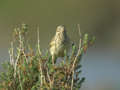 Pipit farlouse Anthus pratensis