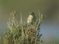 Pipit farlouse Anthus pratensis