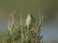 Pipit farlouse Anthus pratensis