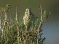 Pipit farlouse Anthus pratensis