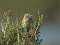 Pipit farlouse Anthus pratensis