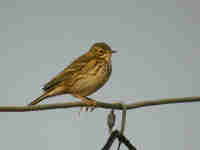 Pipit farlouse Anthus pratensis