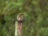 Pipit farlouse Anthus pratensis