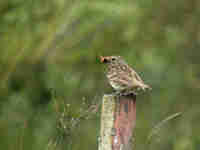 Pipit farlouse Anthus pratensis