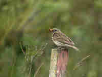 Pipit farlouse Anthus pratensis