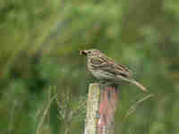 Pipit farlouse Anthus pratensis