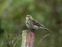 Pipit farlouse Anthus pratensis