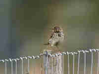 Pipit farlouse Anthus pratensis