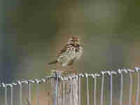 Pipit farlouse Anthus pratensis