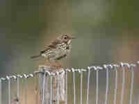 Pipit farlouse Anthus pratensis