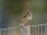 Pipit farlouse Anthus pratensis