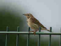 Pipit farlouse Anthus pratensis