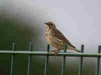 Pipit farlouse Anthus pratensis