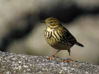 Pipit farlouse Anthus pratensis