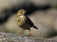 Pipit farlouse Anthus pratensis