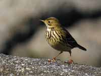 Pipit farlouse Anthus pratensis