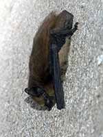 Pipistrelle sp. (Pipistrellus sp.)