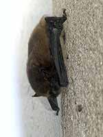 Pipistrelle sp. (Pipistrellus sp.)