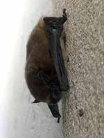 Pipistrelle sp. (Pipistrellus sp.)